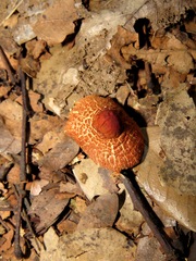 Fungi