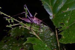 Mecopodinae