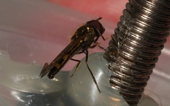 Platycheirus scutatus