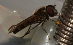 Platycheirus scutatus