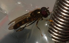 Platycheirus scutatus