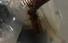 Platycheirus scutatus
