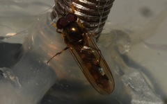 Platycheirus scutatus