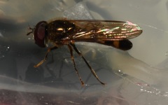 Platycheirus scutatus