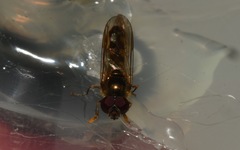 Platycheirus scutatus