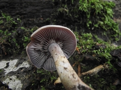 Cortinarius anomalus