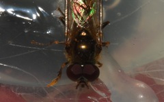 Platycheirus scutatus