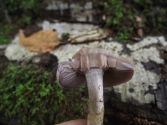Cortinarius anomalus
