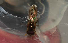 Platycheirus scutatus