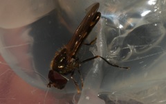 Platycheirus scutatus