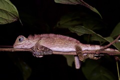 Gonocephalus bornensis