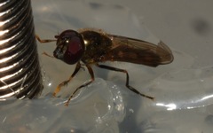Platycheirus scutatus