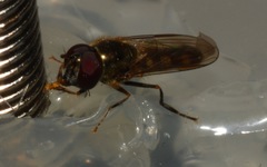 Platycheirus scutatus
