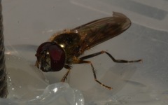 Platycheirus scutatus