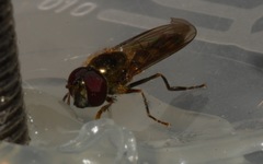 Platycheirus scutatus