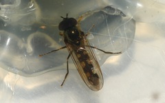 Platycheirus scutatus