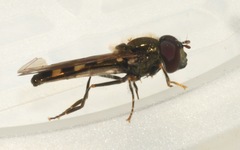 Platycheirus scutatus