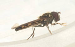 Platycheirus scutatus