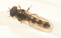 Platycheirus scutatus