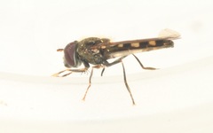 Platycheirus scutatus
