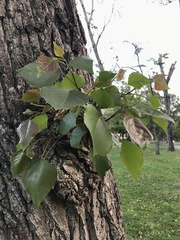 Populus alba
