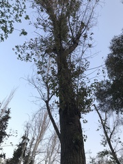 Populus alba