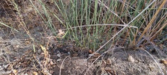 Juncus textilis