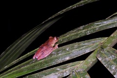 Rhacophorus pardalis