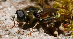 Merodon avidus