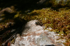 Merodon avidus