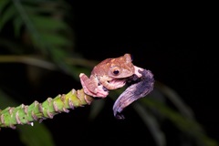 Rhacophorus pardalis