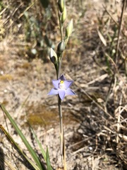 Thelymitra alcockiae