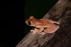 Rhacophorus pardalis