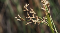 Juncus textilis
