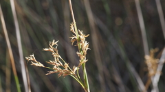 Juncus textilis