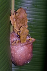 Polypedates otilophus