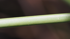 Juncus textilis