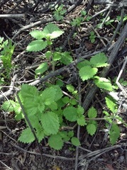 Hesperocnide tenella