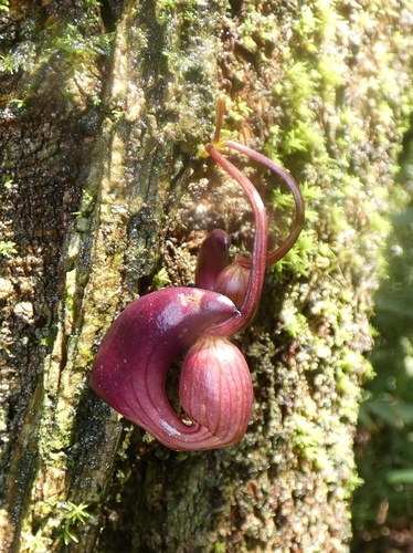 Aristolochia leuconeura, photograph 3