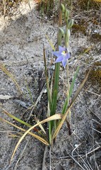 Thelymitra alcockiae