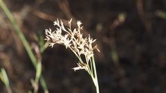 Juncus textilis
