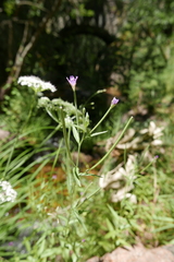 Epilobium lanceolatum