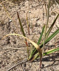 Thelymitra alcockiae