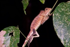 Gonocephalus bornensis