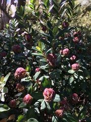 Pimelea ligustrina ciliata