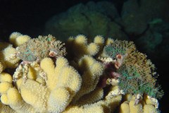 Cyclocoeloma tuberculatum