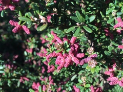 Podocarpus lawrencei