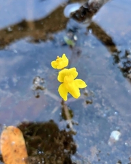 Utricularia breviscapa