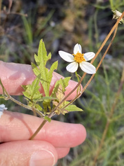 Bidens bigelovii