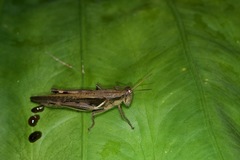 Stenocatantops splendens